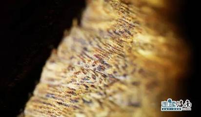 外交部藍廳里的“海南網紅” 沉香，一片萬錢冠絕天下